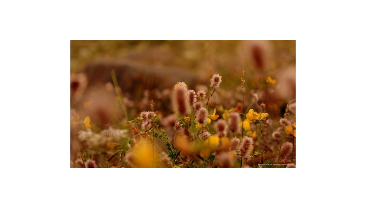 Wie richtet man eine Blumenwiese ein?